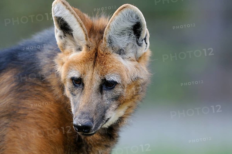Close-up of a maned wolf with attentive gaze and large ears, maned wolf (Chrysocyon brachyurus), captive