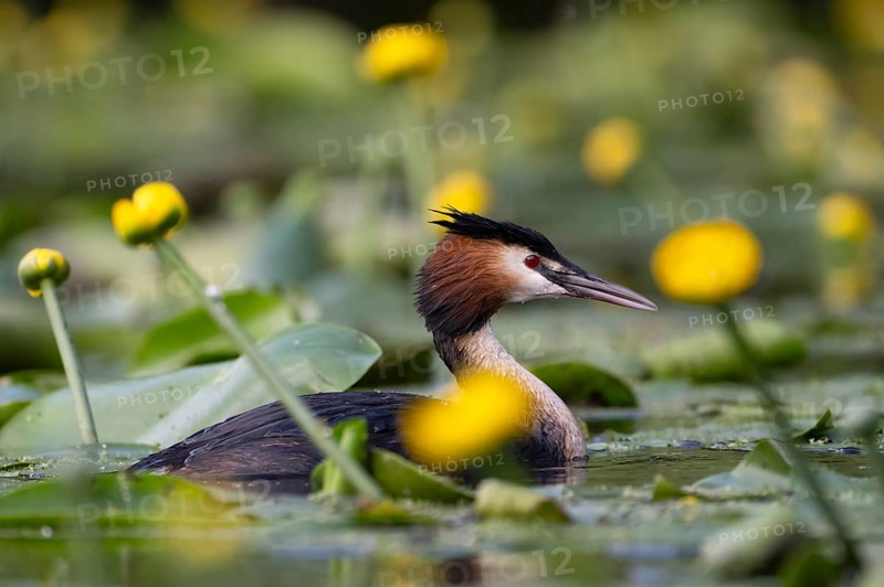 Great Crested Grebe (Podiceps cristatus), Nettetal, Germany, Europe