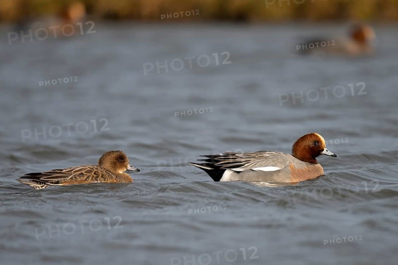 Bean goose, Bean goose (Anser fabalis), Texel, Netherlands