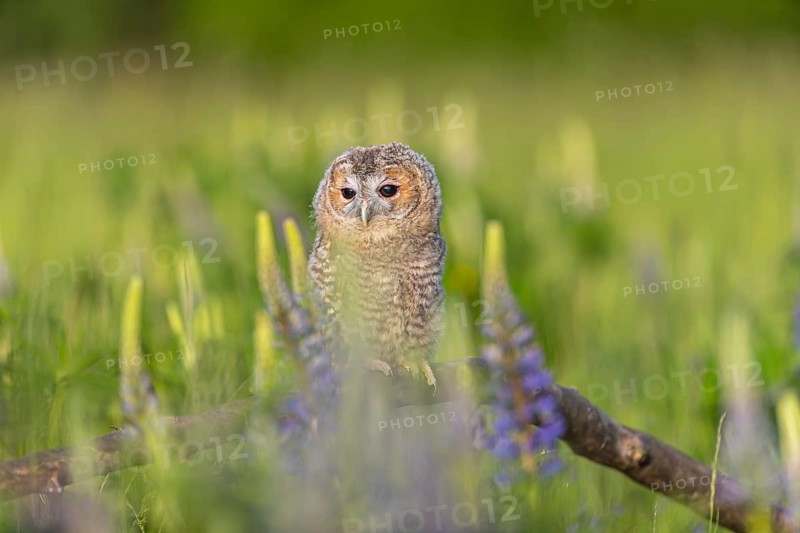 One young Ural owl (Strix uralensis) sitting on a branch lying in a field of flowering lupines in late evening light