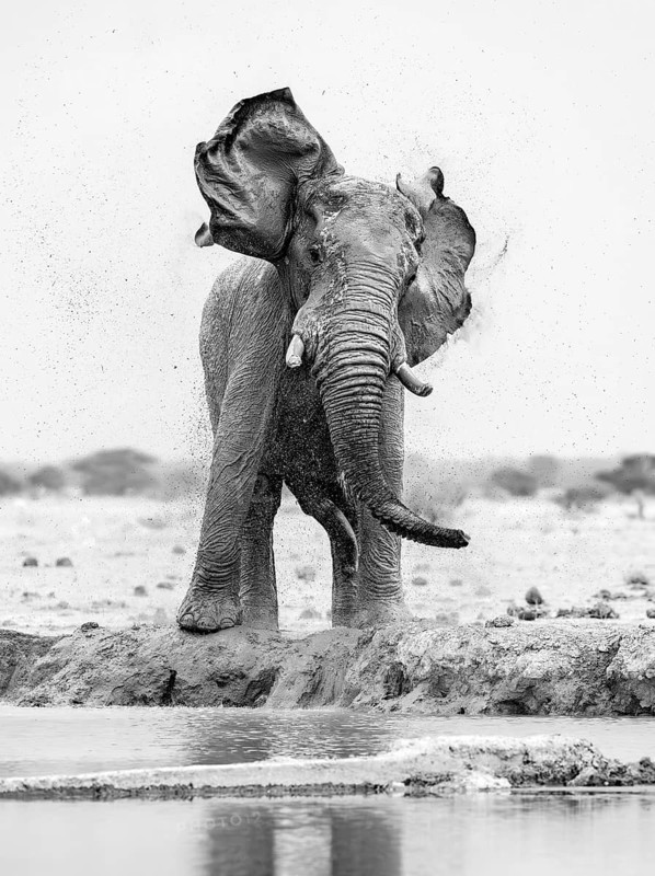 African elephant (Loxodonta africana), adult male, shaking with flapping ears, at the waterhole, funny, black and white photograph, Nxai Pan National Park, Botswana, Africa