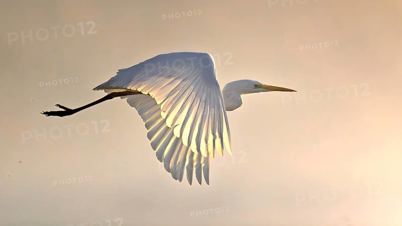 Great White Egret (Ardea alba) Winter visitor, migratory bird, grazing light, resting bird, sunshine, backlight, fog, flying, foraging, lake landscape, Middle Elbe Biosphere Reserve, Saxony-Anhalt, Germany, Europe