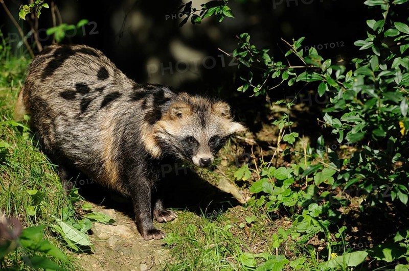 Raccoon dog in the play of light and shadow in the garden area, raccoon dog (Nyctereutes procyonoides), Bavaria