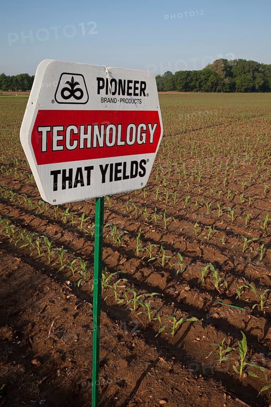 Shelbyville, Indiana - A corn crop planted with hybrid seeds marketed by Pioneer Hi-Bred. Pioneer is a subsidiary of DuPont and is the second-largest American producer of hybrid seeds.