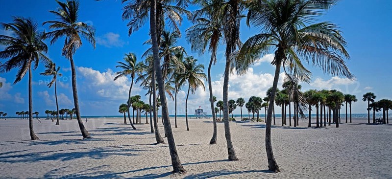 Beach at Crandon Park, palm trees, Miami, Florida, USA, North America