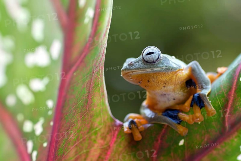 Green tree flying frog (Rhacophorus reinwarditii) sitting on a leaf