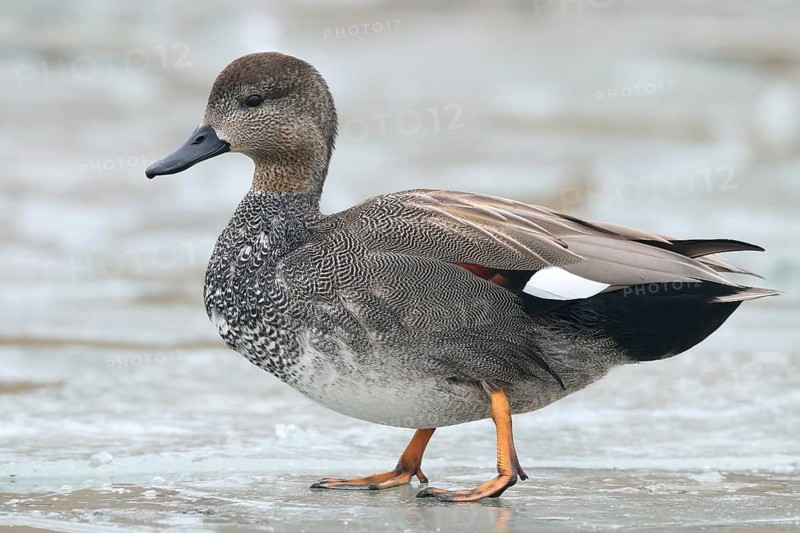 Gadwall, Mareca strepera, standing on ice, winter
