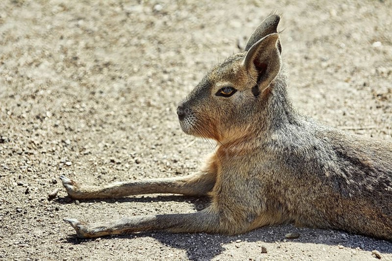 Portrait of Patagonian Mara (Dolichotis patagonum) Bulgaria