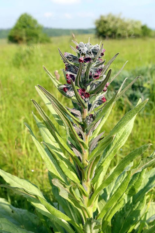 Cynoglossum officinale, common hound's tongue, houndstongue