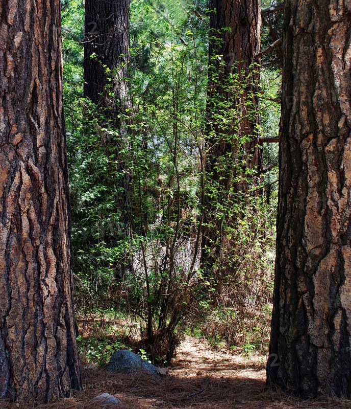 Trees, World Heritage Site 1984, Yosemite National park, California, USA United States of America
