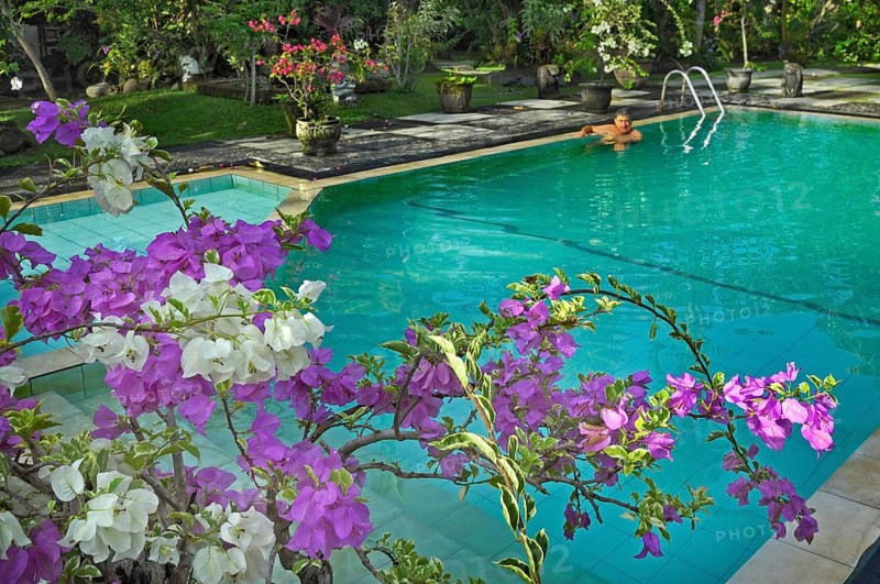 Bougainvillea (Bougainvillae), by the pool at the Ubud-Inn in Ubud, Bali, Indonesia, Asia
