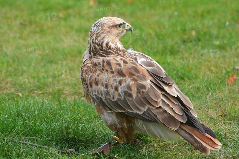 Eagle buzzard Artos at Falkenhof Potsdam
