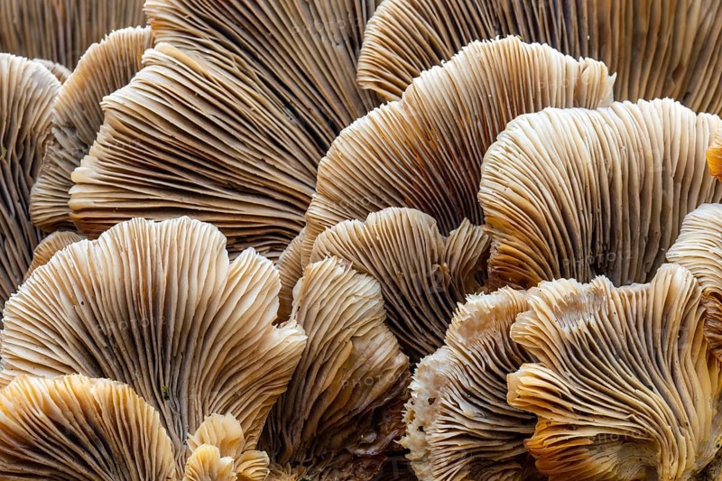 Underside mushroom, lamellae, tree fungus