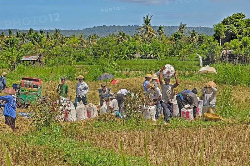 Rice harvest near Amed, many people, white rice sacks, Bali, Indonesia, Asia
