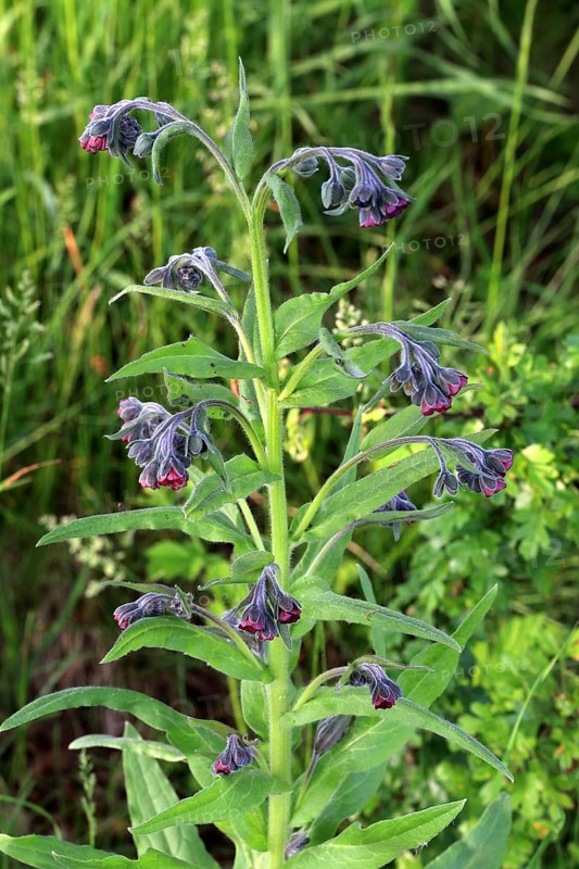 Houndstongue, Cynoglossum officinale, true hound's tongue