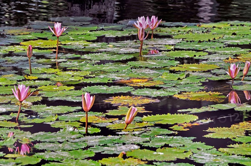 Pond with lotus flowers (Nelumbo), also known as lotus at Taman-Ujung Water Castle, Bali, Indonesia, Asia
