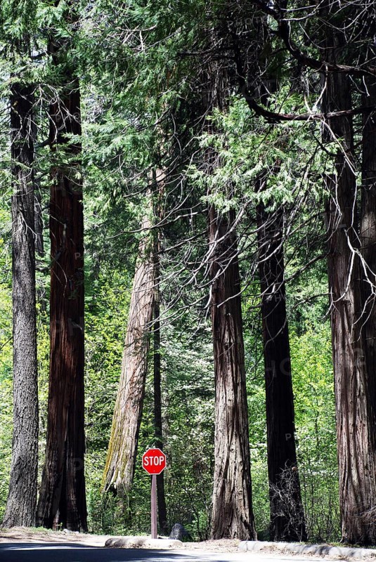 Trees-stop sign, World Heritage Site 1984, Yosemite National park, California, USA United States of America