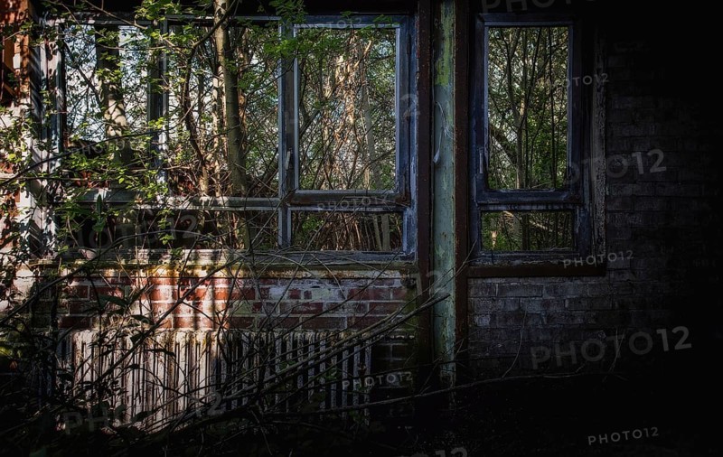 Window of an abandoned house with vegetation and shadow, Gerresheimer Germany, Lost Place, Glashütte Gerresheim, Düsseldorf Gerresheim, North Rhine-Westphalia, Germany, Europe