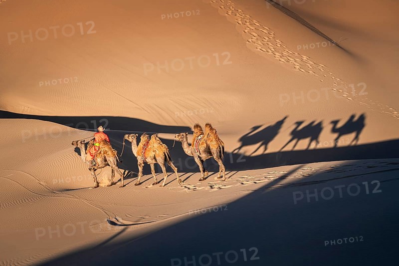 Camel's shadow
