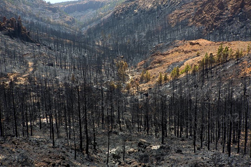 Black ashes of canary pine after forest fire at Teide National park in summer 2012