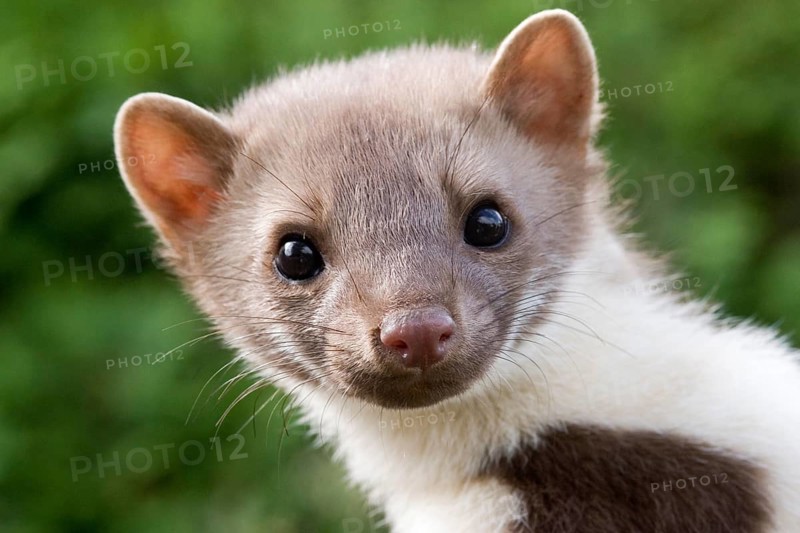 Young stone marten, female, (Martes foina), portrait, female marten, Federal Republic of Germany