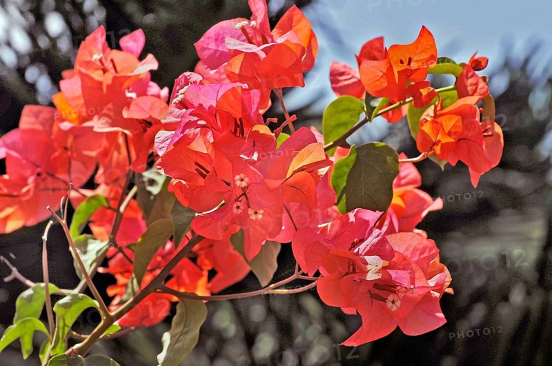 Bougainvillea, Bougainvillea, Bali, Indonesia, Asia