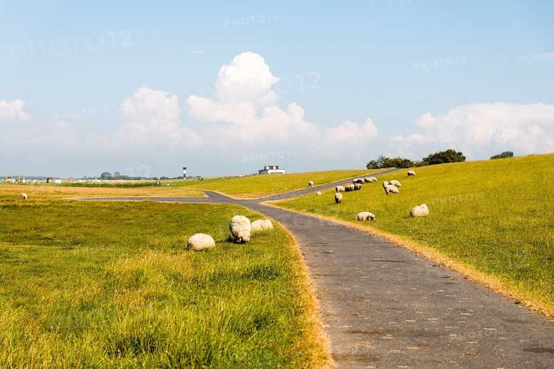Dike sheep grazing