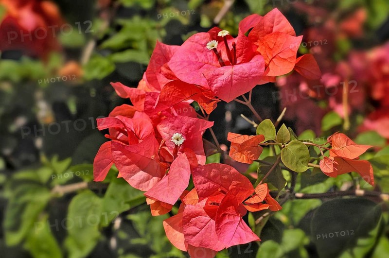 Bougainenville flowers (Bougainvillea), Bali, Indonesia, Asia