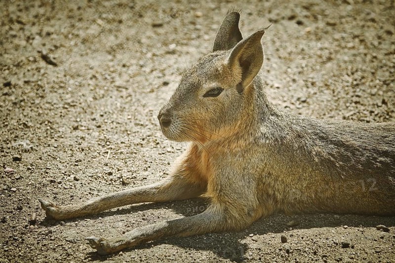 Portrait of Patagonian Mara (Dolichotis patagonum) Bulgaria
