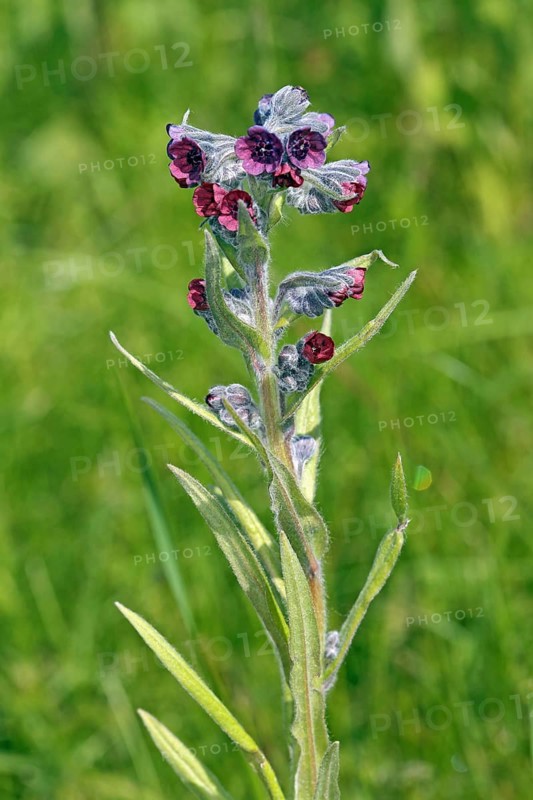 Cynoglossum officinale, Houndstongue, Cynoglossum officinale