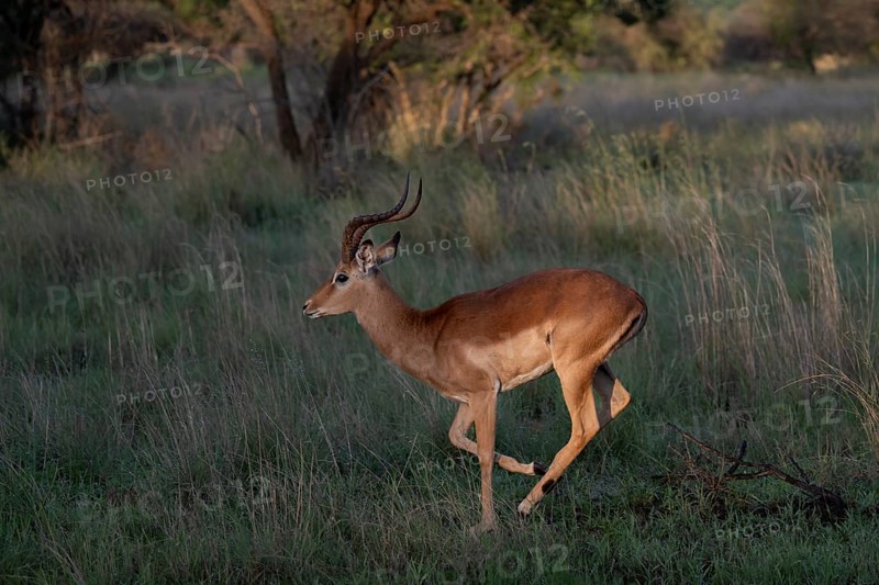 Male Black Heeler Antelope or Impala (Aepyceros melampus) Qwabi Private Game Reserve, Biosphere Reserve, Limpopo, South Africa, Africa