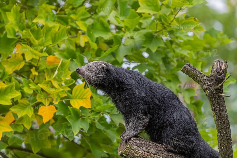 One binturong (Arctictis binturong), or bearcat balancing over branches framed by green leafs