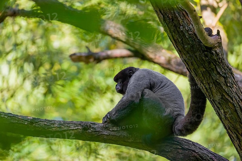 A common woolly monkey, brown woolly monkey, or Humboldt's woolly monkey (3) (Lagothrix lagothricha) sits in a tree