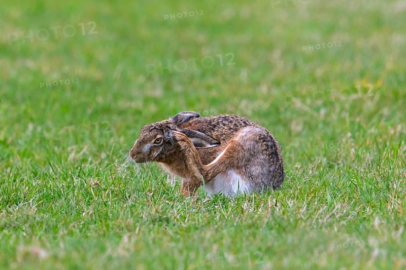 European brown hare (Lepus europaeus) scratching ear with hindfoot in field, grassland in spring