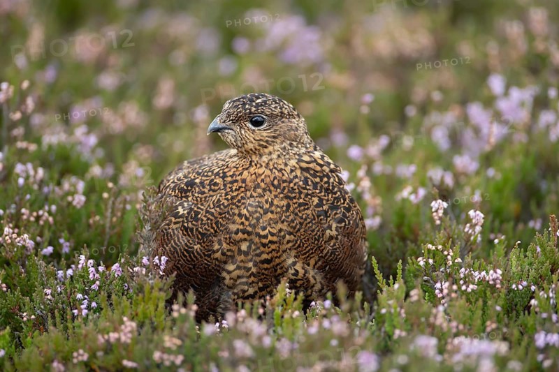 Red grouse (Lagopus lagopus scotica) adult bird in flowering moorland Heather plants in summer, Yorkshire, England, United Kingdom, Europe