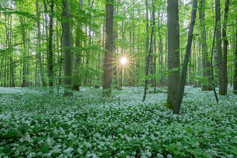 Near-natural deciduous forest with flowering wild garlic (Allium ursinum), sun star, Hainich National Park, Thuringia, Germany, Europe