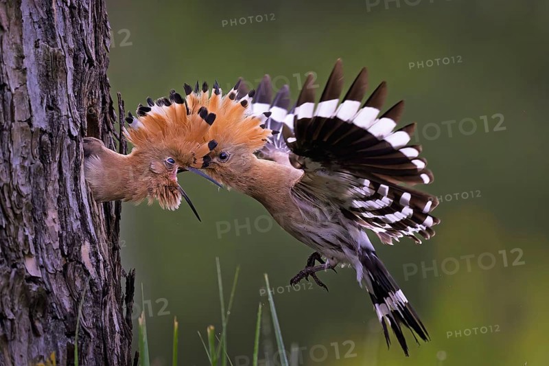 Hoopoe (Upupa epops) Bird of the Year 2022, male with a beetle as food for the young bird, feeding, courtship feeding, erected canopy, golden hour, backlight, sunlight, rising sun, breeding cave, approach, Middle Elbe Biosphere Reserve, Saxony-Anhalt, Germany, Europe