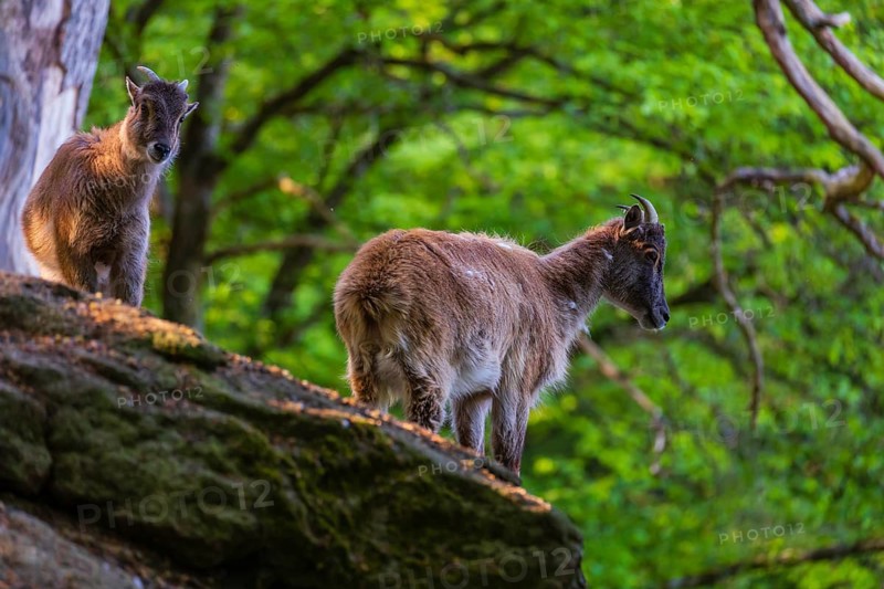 Two female Himalayan grays (Hemitragus jemlahicus) are standing on a rock in a green forest