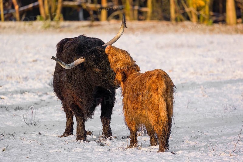 A highland cow (Bos primigenius taurus) grooms her calf on a snow-covered pasture at the edge of the forest