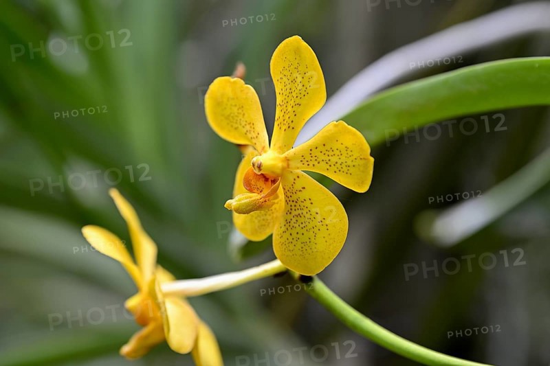 Orchid in Uncle Niyom's orchid garden, flowers, near Wat Saphan, Taling Chan district, Bangkok, Thailand, Asia