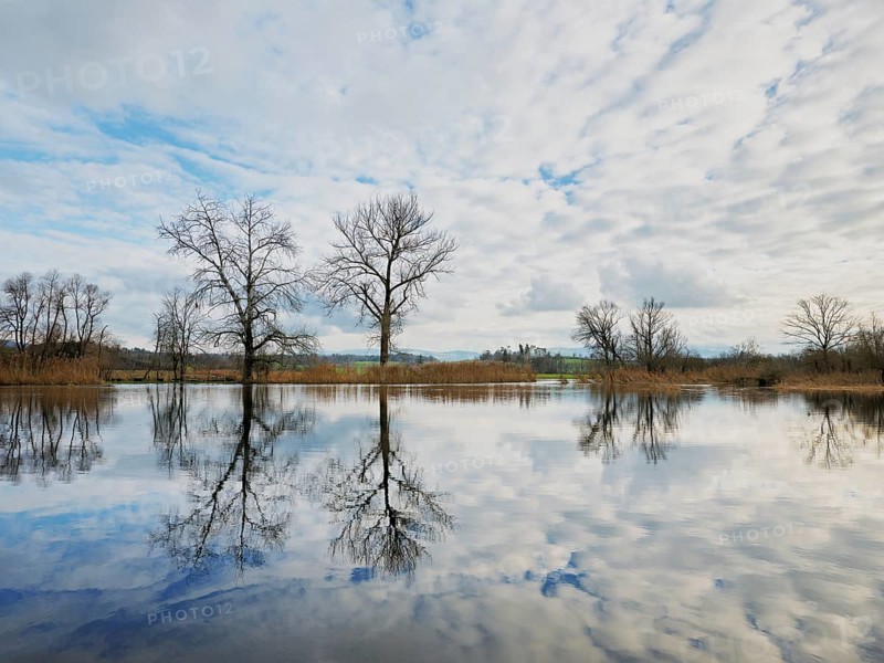 Trees standing in the flooded Lorze, Maschwanden, Canton Zurich, Switzerland, Europe