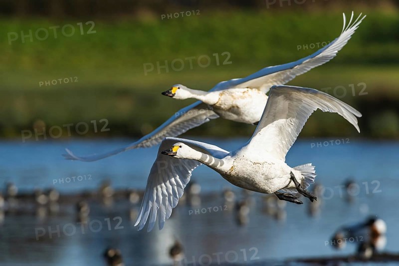 Tundra Swan, Bewick's Swan, Cygnus columbianus in flight at winter in Slimbridge, England, United Kingdom, Europe