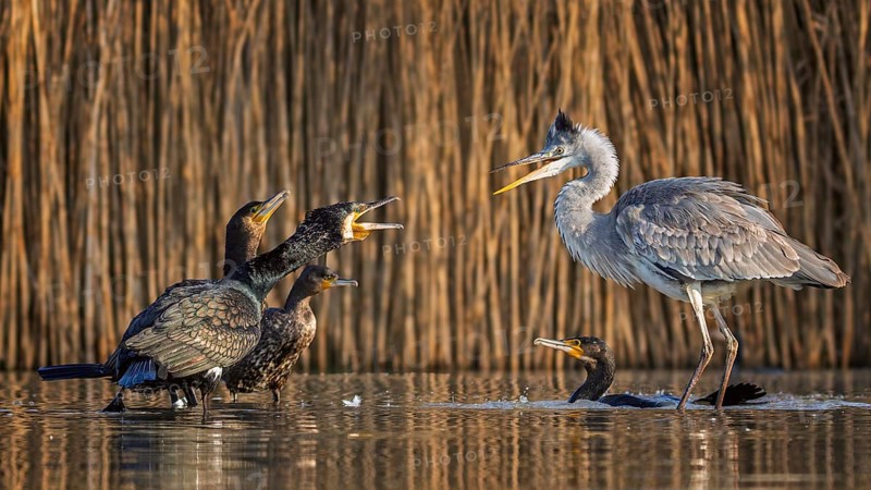 Cormorant (Phalacrocorax carbo) interacting with grey heron (Ardea cinerea), foraging, predators, food competition, fish pond, oxbow lake, shallow water, Kiskunsag National Park, Hungary, Europe
