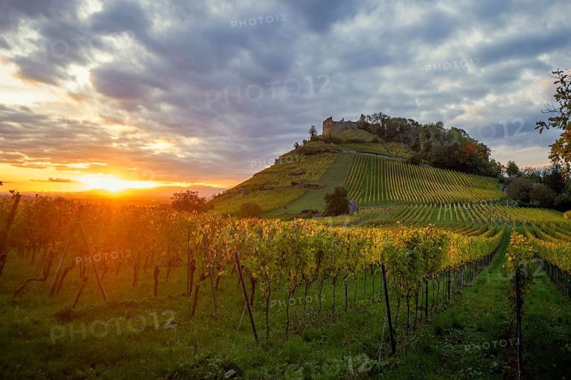 Hilly landscape and castle with vineyards in autumn, sunset, Staufen, Markgräflerland, Black Forest, Baden-Württemberg, Germany, Europe