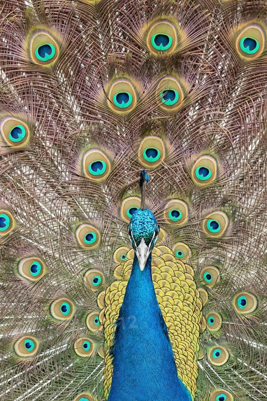 Indian peafowl or Peacock (Pavo cristatus) adult male bird displaying showing its tail feathers, England, United Kingdom, Europe
