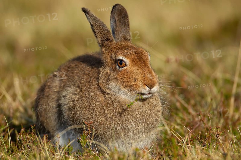 Mountain hare (Lepus timidus) adult animal in its summer coat on a hillside feeding on a Heather plant stem, Cairngorm mountains, Scotland, United Kingdom, Europe