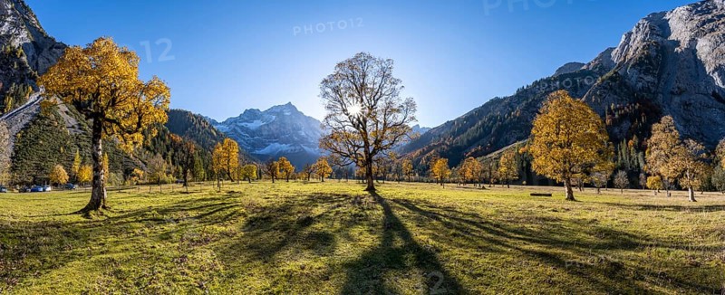 Sycamore maple with autumnal yellow foliage and sun star, large maple base in autumn, rocky mountain peaks with Spritzkarspitze in the background, Rißtal in the Eng, Karwendel, Tyrol, Austria, Europe