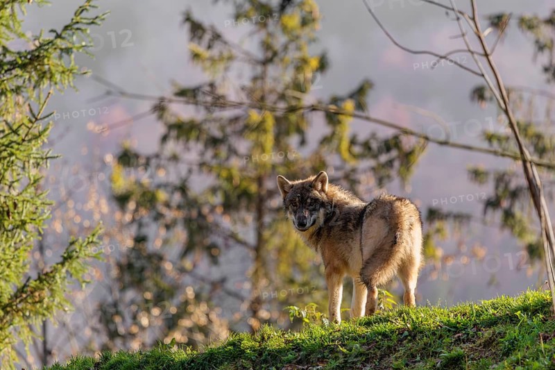 A male grey wolf (Canis lupus lupus) stands on the rim of a hill in backlit condition