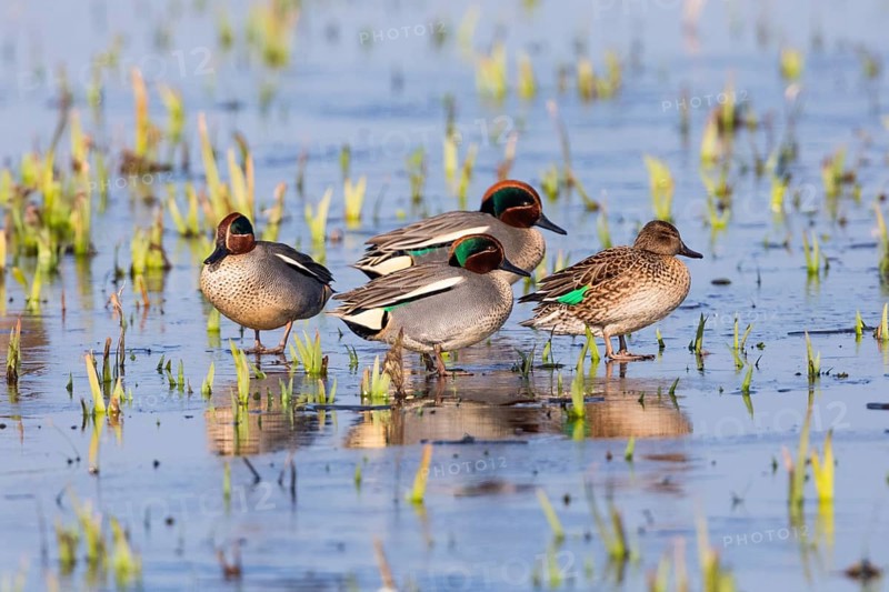 Eurasian Teal (Anas crecca), a group of three male ducks and one female duck, resting on a frozen lake in winter, Texel, Holland