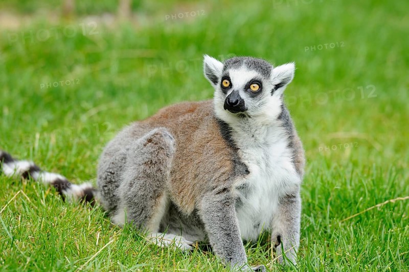 An attentive lemur sits on a green meadow and looks to the side, Ring-tailed Lemur (Lemur catta), Augsburg Zoo